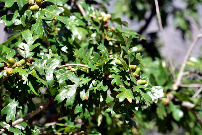 Gambel Oak trees are one of easiest oaks to identify in the field because of the large, up to 5 inche (127 mm) long leaves with deep lobes. The leaves are deciduous and the top, or exposed side is bright green while the bottom side of the leaf (abaxial) is dull or noticeably not as bright as upper half. Not shown in this photo. Quercus gambelii 